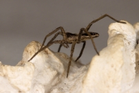 La Pisaure admirable (Araneae - Pisauridae - Pysaura mirabilis)